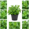 Mint Live Plant – Fresh Herb for Home Garden Growing – 2-4 Inch Tall - Image 1