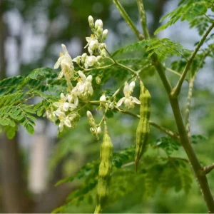 Moringa Oleifera Live Plant (2-Pack) - Drumstick Tree 12-18 Inch Tall - Easy Care Tropical Outdoor - Image 2