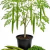 Moringa Oleifera Live Plant (2-Pack) - Drumstick Tree 12-18 Inch Tall - Easy Care Tropical Outdoor - Image 1