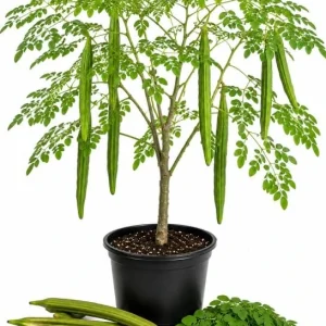Moringa Oleifera Live Plant (2-Pack) - Drumstick Tree 12-18 Inch Tall - Easy Care Tropical Outdoor - Image 1