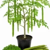 Moringa Oleifera Live Plant - Drumstick Tree, 3-5 Inch Tall, Easy Care Tropical Plant, Outdoor - Image 1
