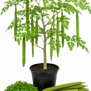 Moringa Oleifera Live Plant - Drumstick Tree, 3-5 Inch Tall, Easy Care Tropical Plant, Outdoor - Image 1