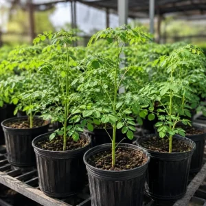 Moringa Oleifera Live Plants – Drumstick Tree Seedlings, 2-Pack, 12-18 Inches Tall, Easy Care Tropical Tree for Outdoor Planting - Image 2