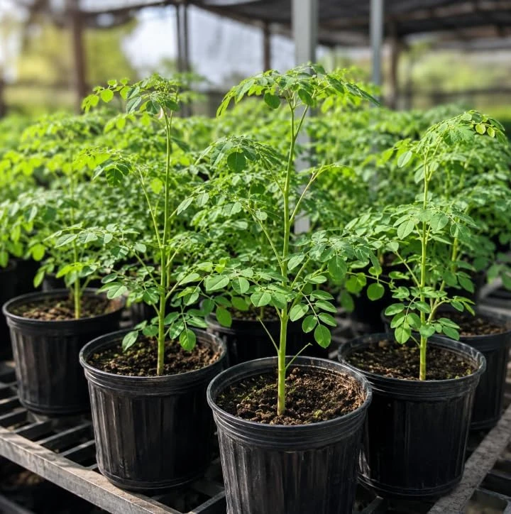 Moringa Oleifera Live Plants – Drumstick Tree Seedlings, 2-Pack, 12-18 Inches Tall, Easy Care Tropical Tree for Outdoor Planting - Image 2
