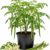 Moringa Oleifera Live Plants – Drumstick Tree Seedlings, 2-Pack, 12-18 Inches Tall, Easy Care Tropical Tree for Outdoor Planting - Image 1