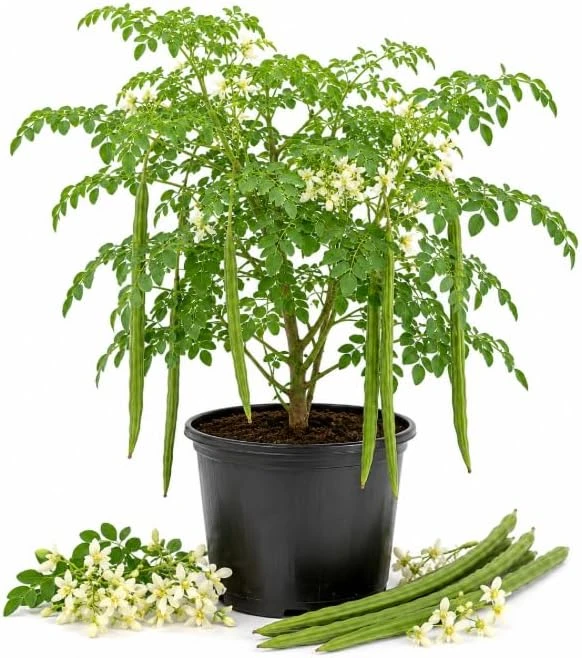 Moringa Oleifera Live Plants – Drumstick Tree Seedlings, 2-Pack, 12-18 Inches Tall, Easy Care Tropical Tree for Outdoor Planting - Image 1