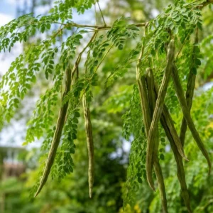 Moringa Oleifera Live Plants – Drumstick Tree Seedlings, 2-Pack, 12-18 Inches Tall, Easy Care Tropical Tree for Outdoor Planting - Image 4