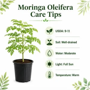 Moringa Oleifera Live Plants – Drumstick Tree Seedlings, 2-Pack, 12-18 Inches Tall, Easy Care Tropical Tree for Outdoor Planting - Image 5