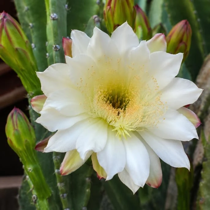Night Blooming Cactus Live Plant, 2 Pots, 3-6 Inch Tall, 4 Inch Pot, Fragrant White Flowers, Indoor/Outdoor - Image 2