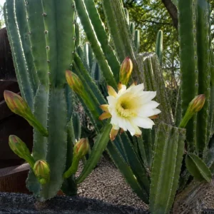 Night Blooming Cactus Live Plant, 2 Pots, 3-6 Inch Tall, 4 Inch Pot, Fragrant White Flowers, Indoor/Outdoor - Image 3