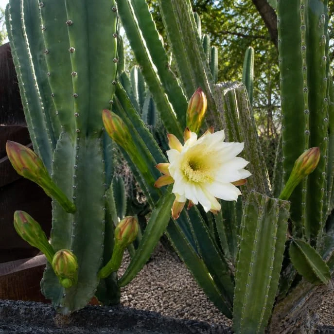Night Blooming Cactus Live Plant, 2 Pots, 3-6 Inch Tall, 4 Inch Pot, Fragrant White Flowers, Indoor/Outdoor - Image 3