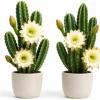 Night Blooming Cactus Live Plant, 2 Pots, 3-6 Inch Tall, 4 Inch Pot, Fragrant White Flowers, Indoor/Outdoor - Image 1