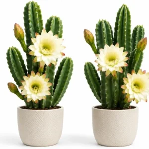 Night Blooming Cactus Live Plant, 2 Pots, 3-6 Inch Tall, 4 Inch Pot, Fragrant White Flowers, Indoor/Outdoor - Image 1