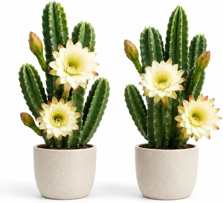 Night Blooming Cactus Live Plant, 2 Pots, 3-6 Inch Tall, 4 Inch Pot, Fragrant White Flowers, Indoor/Outdoor - Image 1