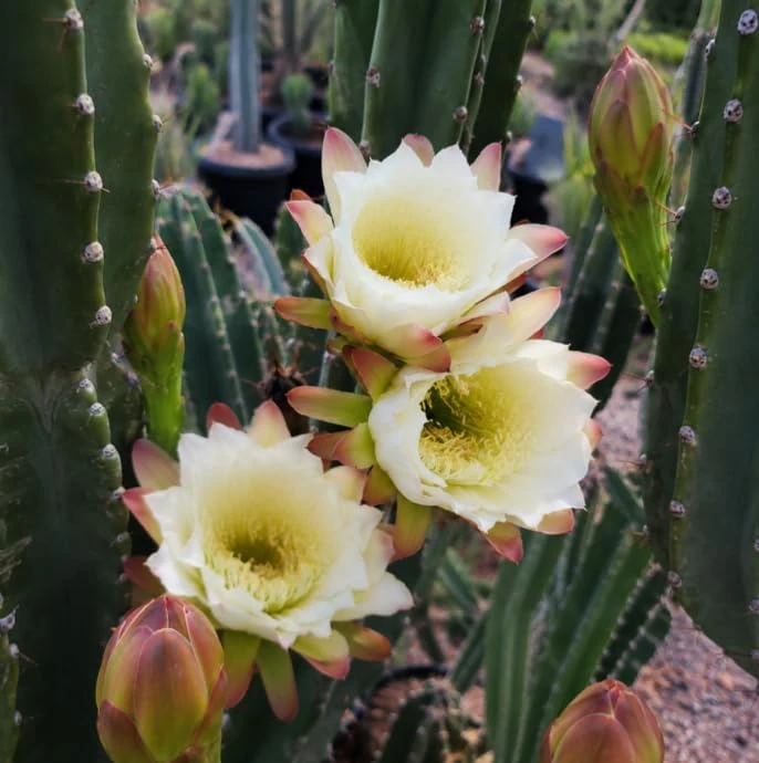 Night Blooming Cactus Live Plant, 2 Pots, 3-6 Inch Tall, 4 Inch Pot, Fragrant White Flowers, Indoor/Outdoor - Image 5