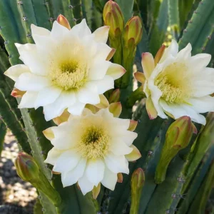 Night Blooming Cactus Live Plant, 3-6 Inch Tall, Fragrant White Flowers, 4 Inch Pot, Indoor/Outdoor - Image 3