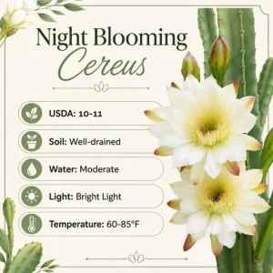 Night Blooming Cactus Live Plant, 3-6 Inch Tall, Fragrant White Flowers, 4 Inch Pot, Indoor/Outdoor - Image 5