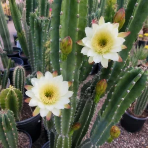 Night Blooming Cactus Live Plant, 3-6 Inch Tall, Fragrant White Flowers, 4 Inch Pot, Indoor/Outdoor - Image 6