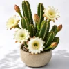 Night Blooming Cactus Live Plant, 3-6 Inch Tall, Fragrant White Flowers, 4 Inch Pot, Indoor/Outdoor - Image 1