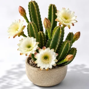 Night Blooming Cactus Live Plant, 3-6 Inch Tall, Fragrant White Flowers, 4 Inch Pot, Indoor/Outdoor - Image 1