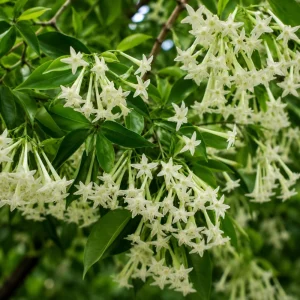 Night Blooming Jasmine Live Plant - Fragrant White, 6-10 Inch Tall, 1 Gallon Pot - Image 4