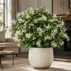 Night Blooming Jasmine Live Plant - Fragrant White, 6-10 Inch Tall, 1 Gallon Pot - Image 1