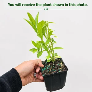 Night Blooming Jasmine Live Plant - Fragrant White Flowers, 4-6 Inch Tall, 3 Inch Pot - Image 2