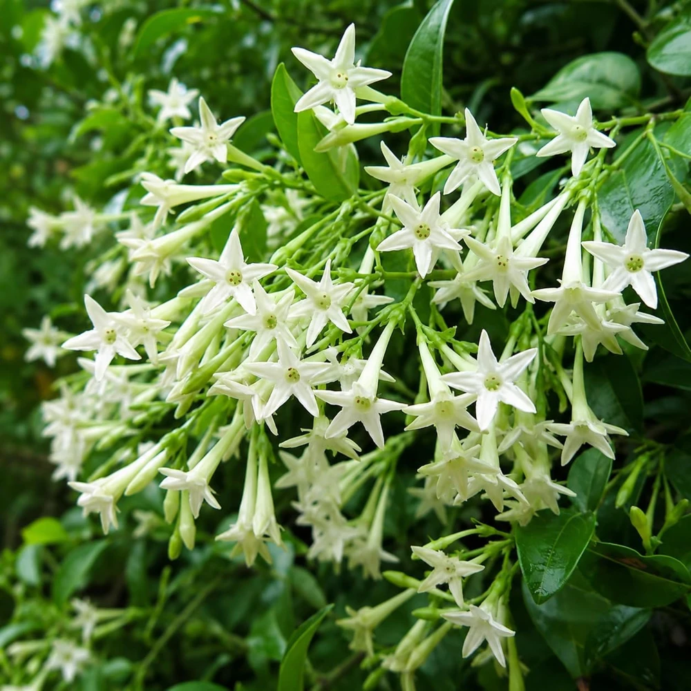 Night Blooming Jasmine Live Plant - Fragrant White Flowers, 4-6 Inch Tall, 3 Inch Pot - Image 3