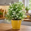 Night Blooming Jasmine Live Plant - Fragrant White Flowers - 4-6 Inch Tall - 3 Inch Pot - Image 1