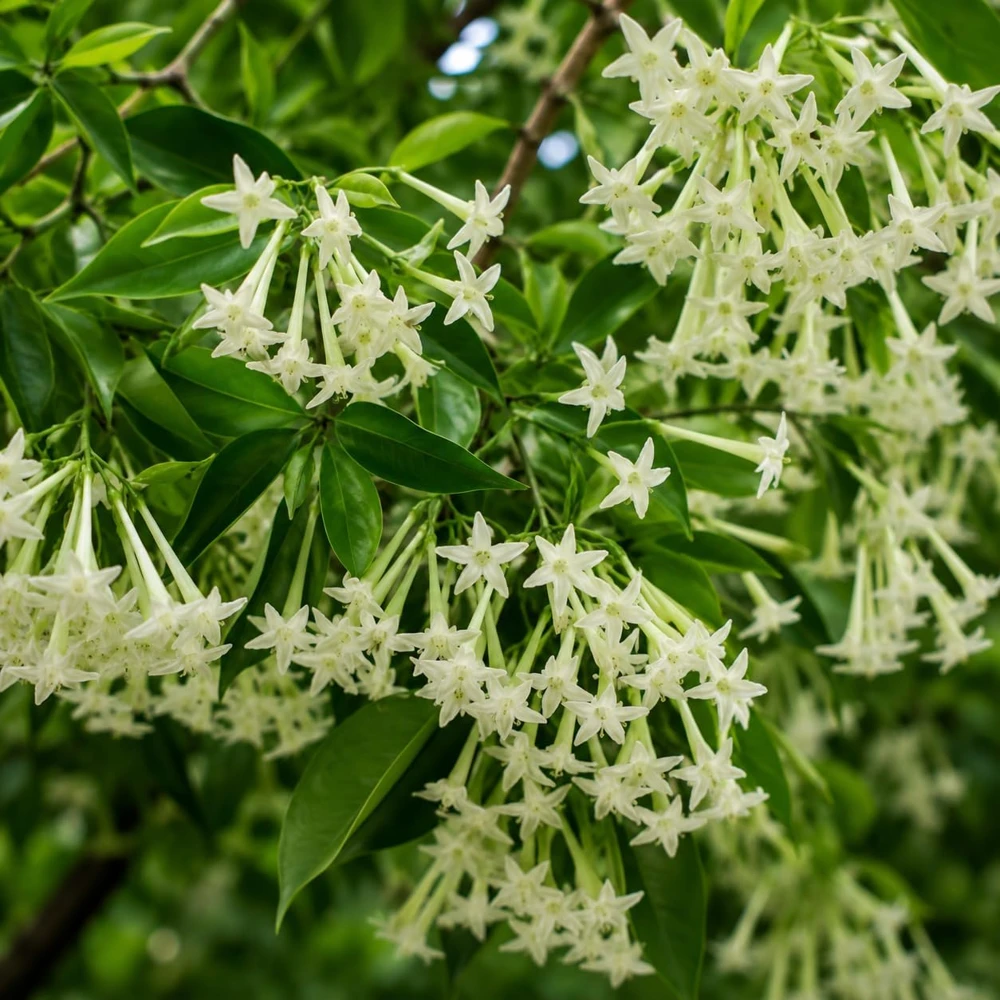 Night Blooming Jasmine Live Plant - Fragrant White Flowers, 4-6 Inch Tall, 3 Inch Pot - Image 5