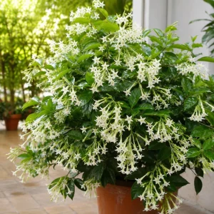 Night Blooming Jasmine Live Plant - Fragrant White Flowers - 4-6 Inch Tall - 3 Inch Pot - Image 6