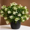 Night Blooming Jasmine Live Plant - Fragrant White Flowers, 4-6 Inch Tall, 3 Inch Pot - Image 1