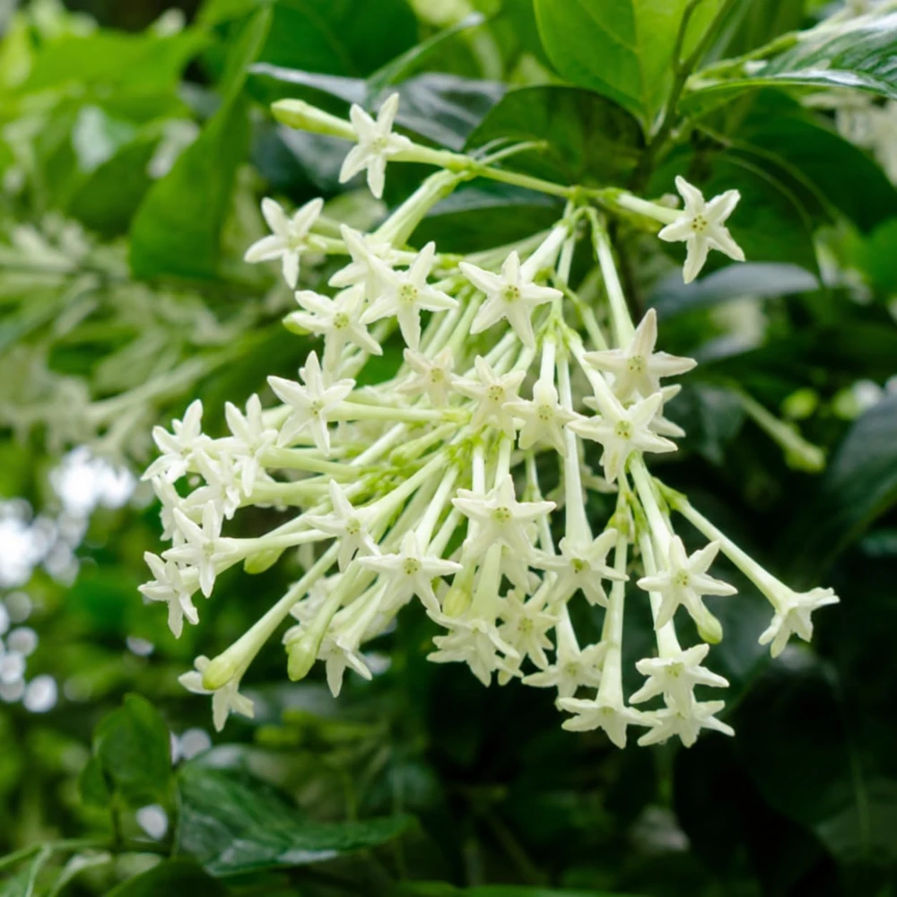 Night Blooming Jasmine Live Plant - Fragrant White Flowers, 4-6 Inch Tall, 3 Inch Pot - Image 7