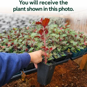 Orange Fuchsia Live Plant – 4-6 inch Tall, 5 Inch Pot – Home Garden Flowers - Image 2