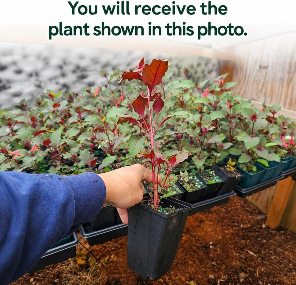 Orange Fuchsia Live Plant – 4-6 inch Tall, 5 Inch Pot – Home Garden Flowers - Image 2