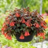 Orange Fuchsia Live Plant – 4-6 inch Tall, 5 Inch Pot – Vibrant Flowers for Home Garden - Image 1