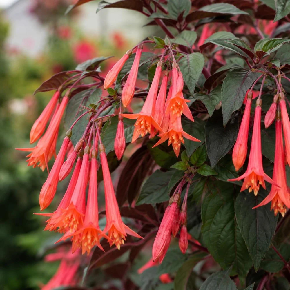 Orange Fuchsia Live Plant – 4-6 inch Tall, 5 Inch Pot – Home Garden Flowers - Image 3