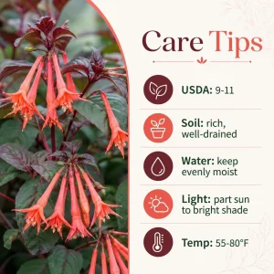 Orange Fuchsia Live Plant – 4-6 inch Tall, 5 Inch Pot – Home Garden Flowers - Image 4