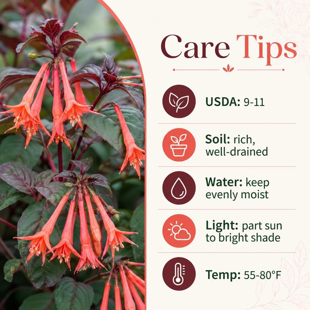 Orange Fuchsia Live Plant – 4-6 inch Tall, 5 Inch Pot – Home Garden Flowers - Image 4