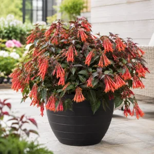 Orange Fuchsia Live Plant – 4-6 inch Tall, 5 Inch Pot – Vibrant Flowers for Home Garden - Image 4