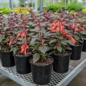 Orange Fuchsia Live Plant – 4-6 inch Tall, 5 Inch Pot – Home Garden Flowers - Image 6
