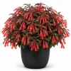 Orange Fuchsia Live Plant – 4-6 inch Tall, 5 Inch Pot – Home Garden Flowers - Image 1