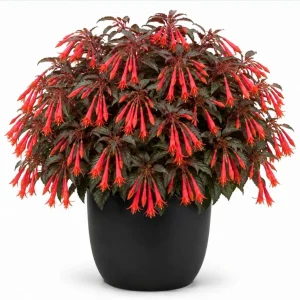 Orange Fuchsia Live Plant – 4-6 inch Tall, 5 Inch Pot – Home Garden Flowers - Image 1
