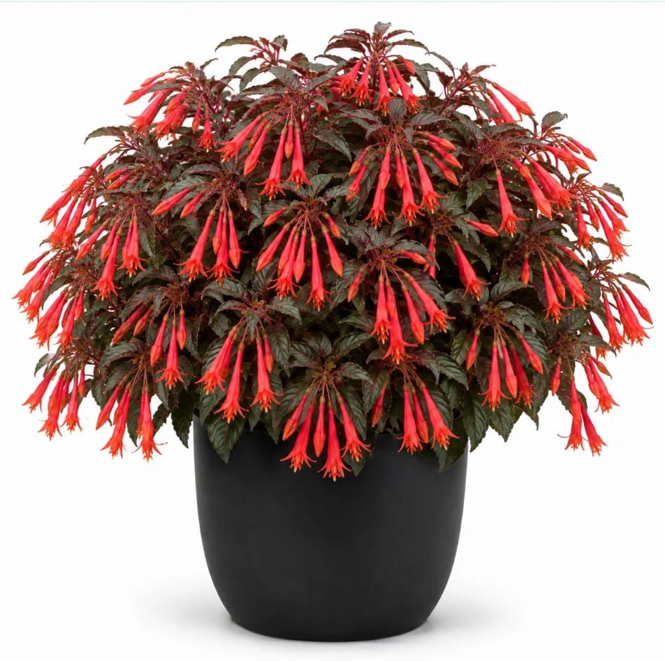 Orange Fuchsia Live Plant – 4-6 inch Tall, 5 Inch Pot – Home Garden Flowers - Image 1