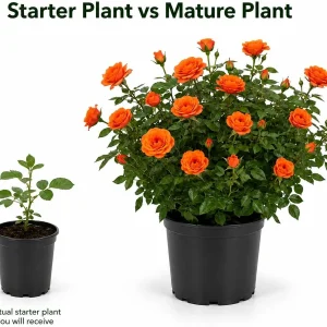Orange Miniature Rose Live Plant - 4-6 Inches Tall, 4 Inch Pot - Compact Flowering Shrub for Patios & Gardens - Image 4