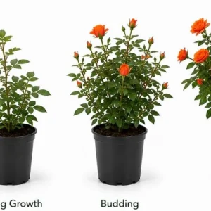 Orange Miniature Rose Live Plant - 4-6 Inches Tall, 4 Inch Pot - Compact Flowering Shrub for Patios & Gardens - Image 6