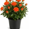 Orange Miniature Rose Live Plant - 4-6 Inches Tall, 4 Inch Pot - Compact Flowering Shrub for Patios & Gardens - Image 1