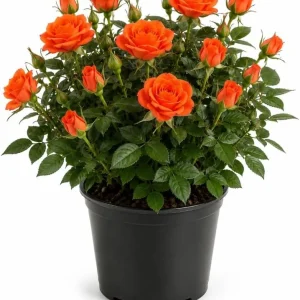 Orange Miniature Rose Live Plant - 4-6 Inches Tall, 4 Inch Pot - Compact Flowering Shrub for Patios & Gardens - Image 1