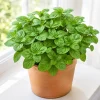 Orange Mint Live Plant 2-4 Inch Tall - Aromatic Perennial Herb - Image 1