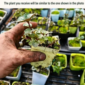 Orange Mint Live Plant 2-4 Inch Tall - Aromatic Perennial Herb - Image 2